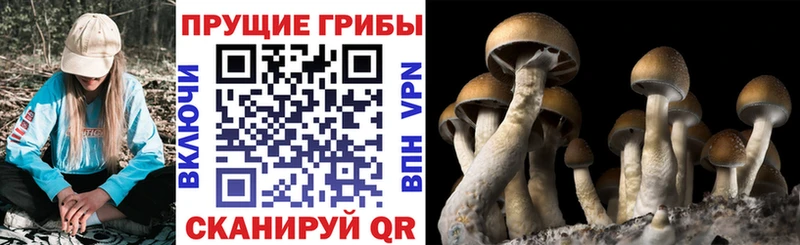 Купить где  Тогучин  Галлюциногенные грибы мухоморы 